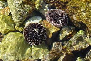 Mořští ježci